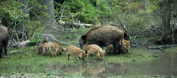 afrikanische schweinepest