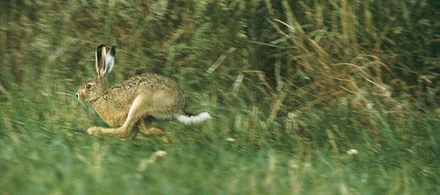 niederwild monitoring